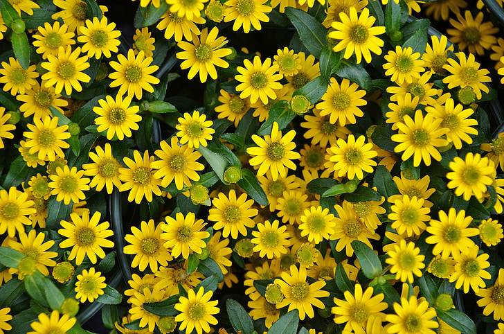 květ, závod, Příroda, žlutá, Flora