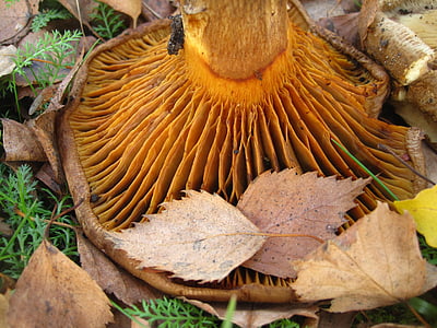 bare shuffletruffle, tube fins, paxillus involutus, mushroom genus, firs, mushroom, autumn
