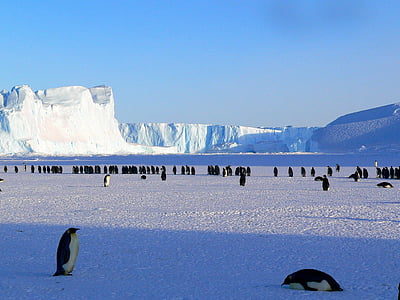 tučniaky, cisár, Antarktída, život, zvieratá, milý, ľad