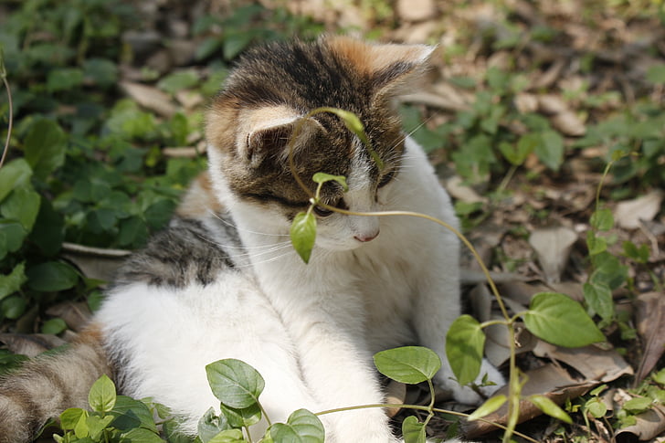 Sunshine, Kitty, tlapa