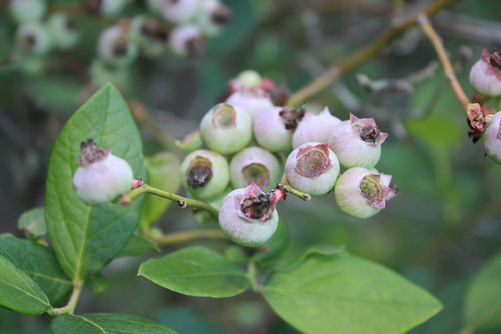 blueberries, unripe, before season