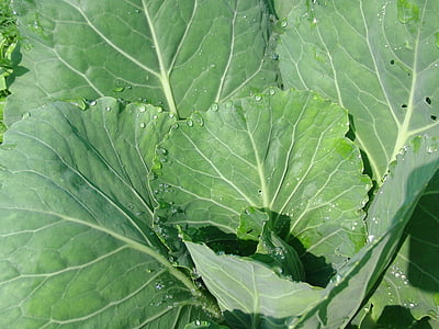 cabbage, cabbage leaves, vegetables, vegetable garden, dacha, summer, harvest