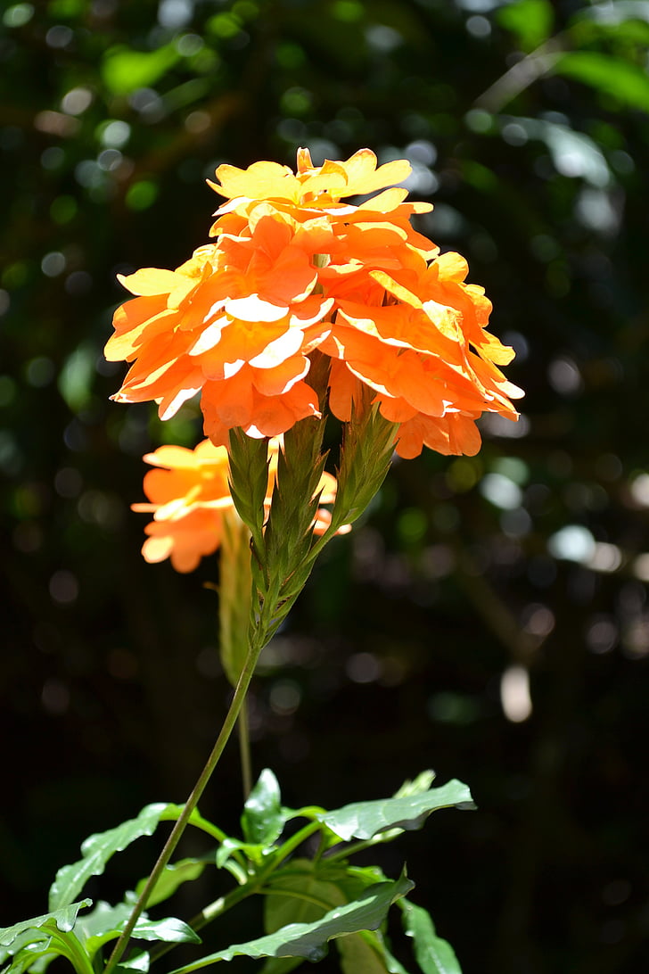 オレンジ色の花, 花, オレンジ色の花, ガーデン, スリランカ, 自然, セイロン