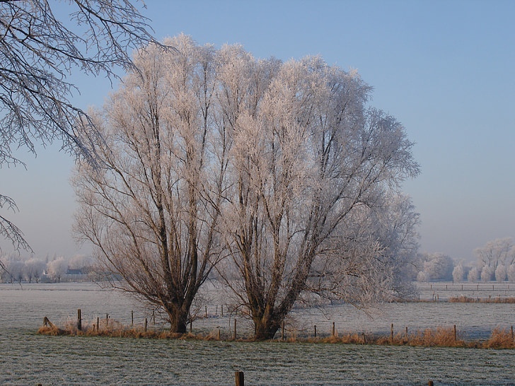 invierno, Pollard willow, nieve, árbol, naturaleza, frío - temperatura