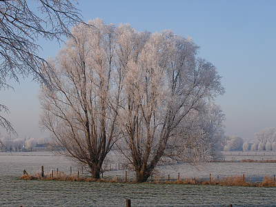 zimowe, Pollard wierzby, śnieg, drzewo, Natura, zimno - temperatury