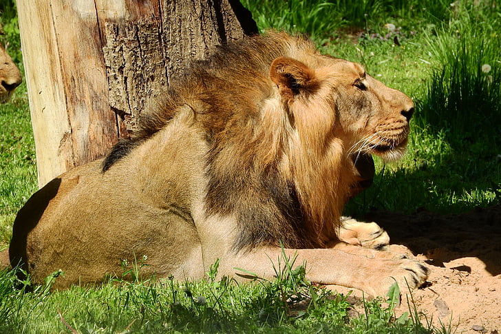 lev, moški, praški živalski vrt, Griva, zver, lev - mačji, prosto živeče živali