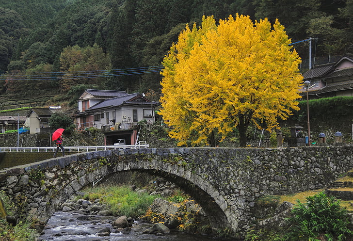 Ginko drevo, Ishibashi, podeželje, lesa, jeseni, Japonska, kultur