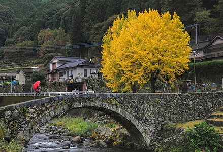 drzewa Gingko, Ishibashi, wsi, drewno, jesień, Japonia, kultur