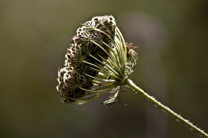 flower, nature, garden, spring