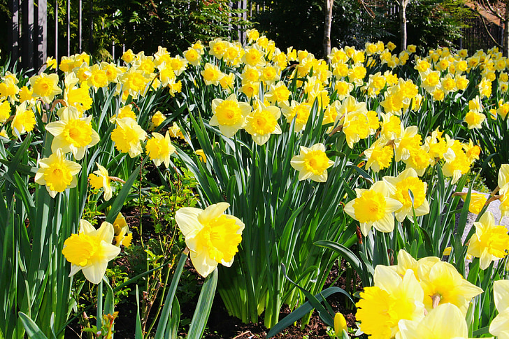 daffodils, spring, easter, garden, flower, spring flower, yellow