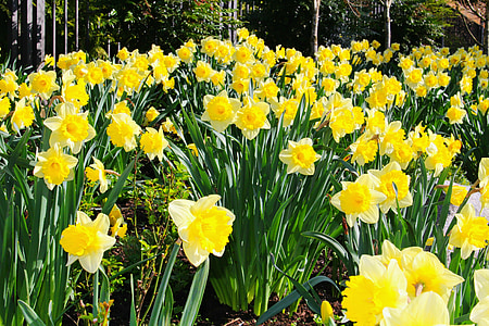 narcisy, jar, Veľkonočné, Záhrada, kvet, jarné kvety, žltá