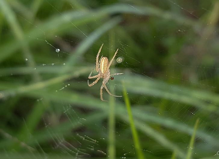 spindel, fältet orbweaver, webben, Spiderweb, klibbiga, Arachnid, daggdroppar