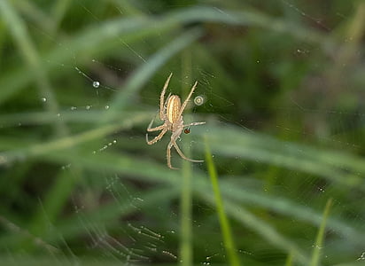 spider, field orbweaver, web, spiderweb, sticky, arachnid, dew drops