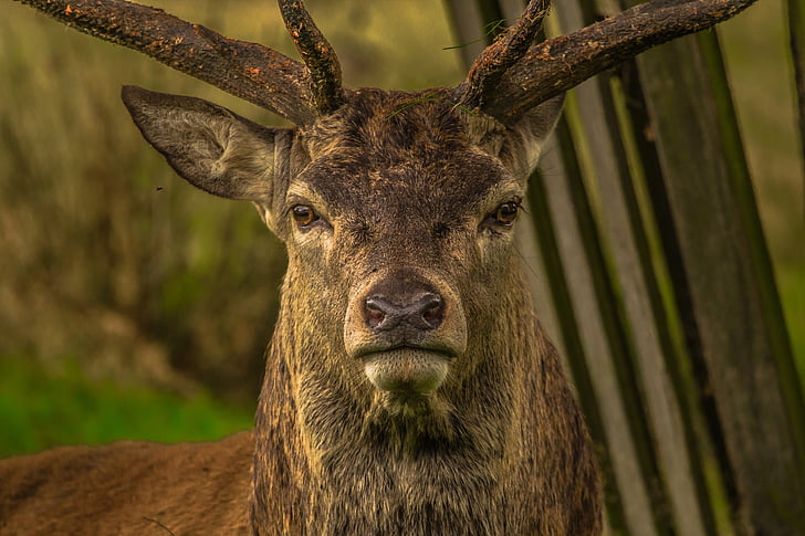 Deer, eläinten, Richmond, eläinten muotokuva, Luonto, Wildlife, nisäkäs