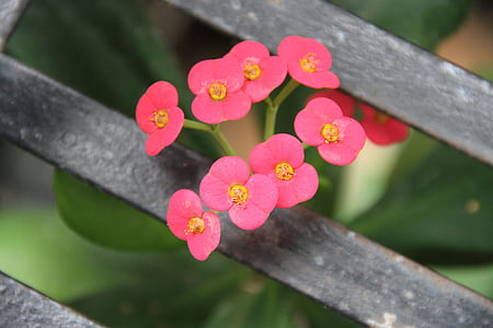 natural, beauty, flowers