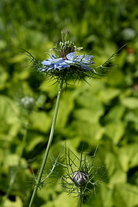 Damašek Černucha, modrý květ, Květinová zahrada, Příroda, léto, květ, závod