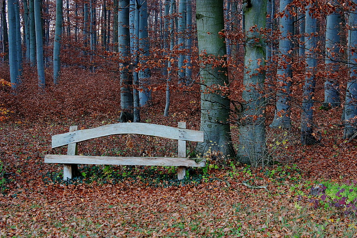 Wald, Bank, Rest, Herbst, Sitz der Bank, Stille, Blätter