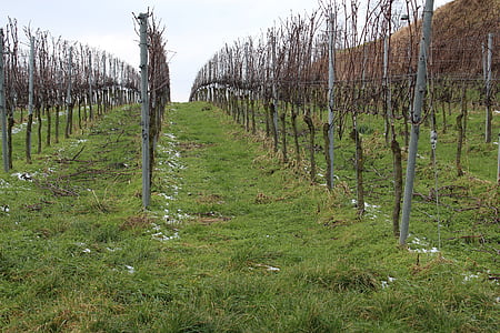 vine, vineyard, winegrowing, vines, wine, grapes, nature