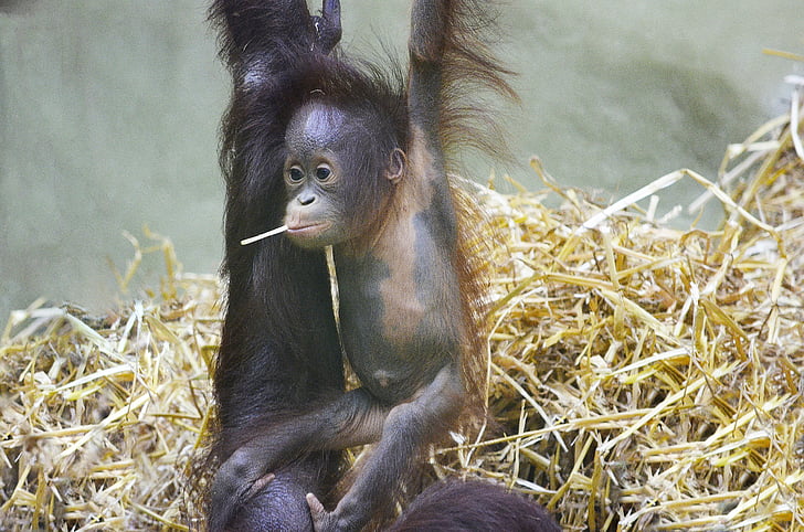 Orang utan, bambino della scimmia, cucciolo di orangotango, scimmia, foresta umana, Borneo, in via di estinzione