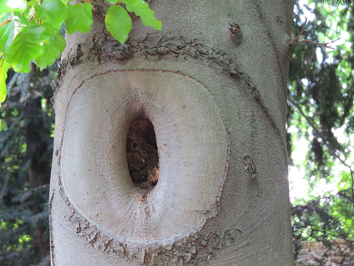 Knothole, træ, naturlig træstamme