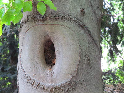 Knothole, pohon, batang pohon alami