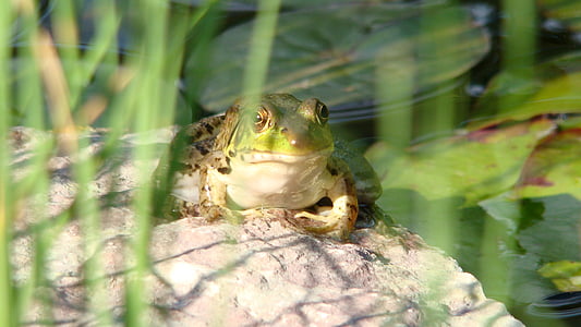 bullfrog, 수 륙 양용, 두 꺼 비, 개구리, 야생 동물, 연못, 자연