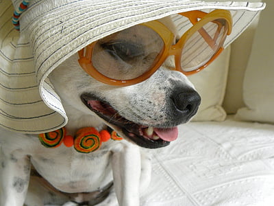 Hund, Tier, Terrier, Porträt, Schönheit, Haustiere, Sonnenbrille