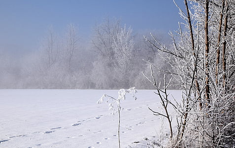 Zimní, stromy, Zimní nálada, sníh, chlad, Zimní, Příroda