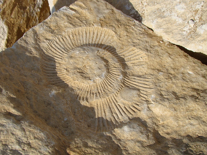 fossili, Ammonite, roccia, preistoria, natura