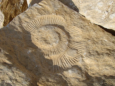 fossiilisten, ammoniitti, Rock, esihistoria, Luonto