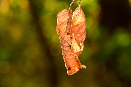 leaves, beech, nature, autumn, forest, tree, beech leaves