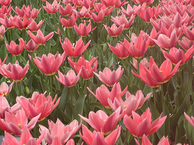 flowers, tulips, pink flowers, spring, field, pink