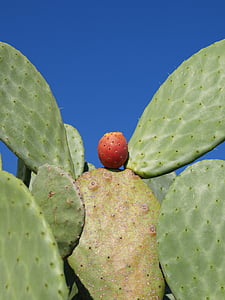 Cactus, vert, rouge, botanique, botanique, Botanic, fleuriste