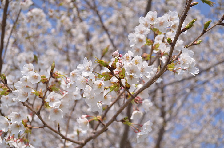 cerise, Japon, fleurs, printemps, paysage, plante à fleurs