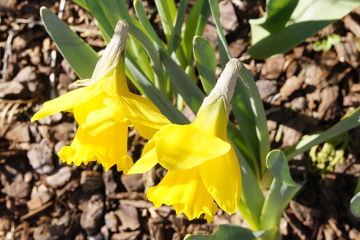 osterglocken, giallo, due, fiori, primavera, narcisi, daffodils gialli