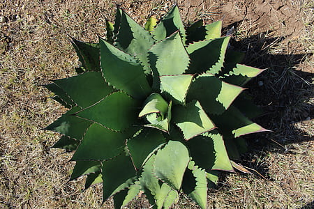 Cactus, kasvi, kukka, Luonto, lehti
