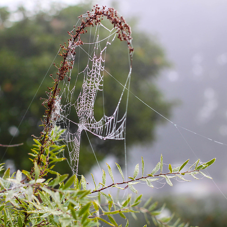 araignée, réseau, toile d’araignée, rosée, automne, brouillard, nature