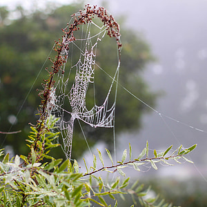 spider, network, cobweb, dew, autumn, fog, nature