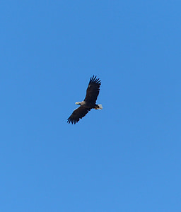vita tailed eagle, på, Usedom
