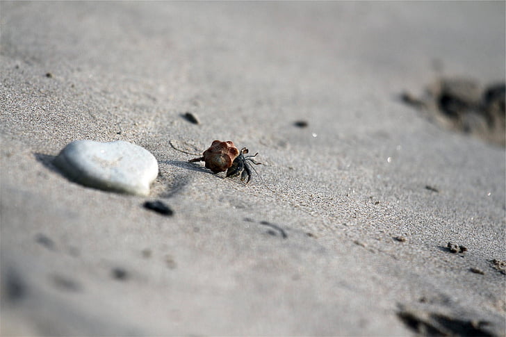 crab, shell, sand