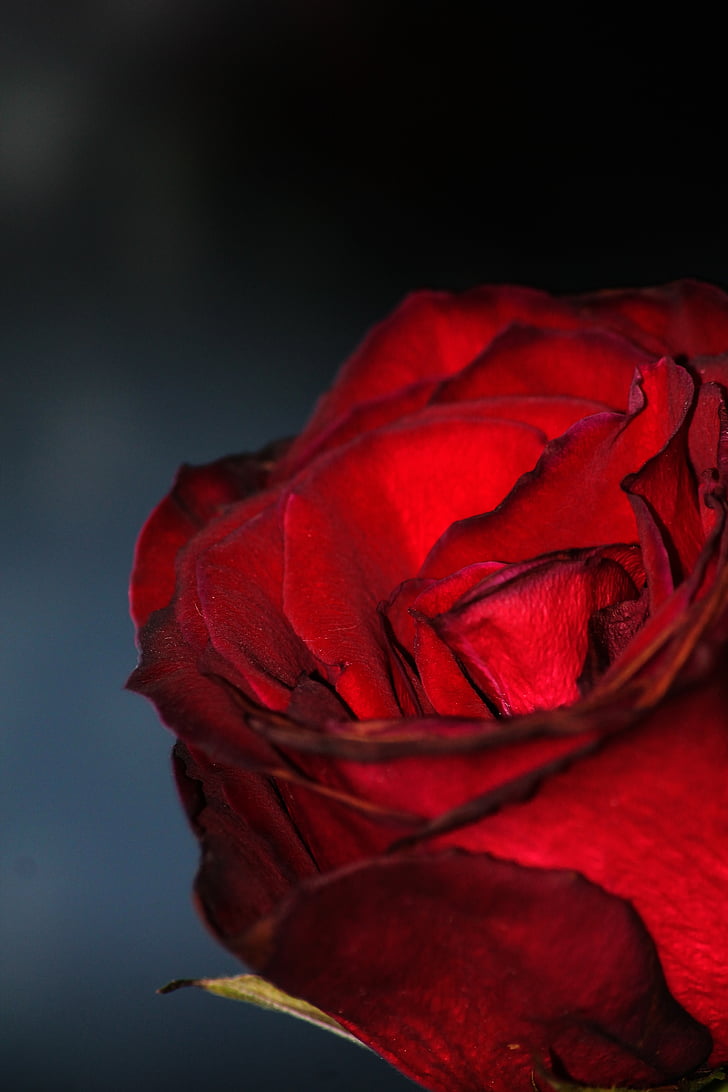 Rosa, fosc, vermell, sang vermella, flor, accessori, estil