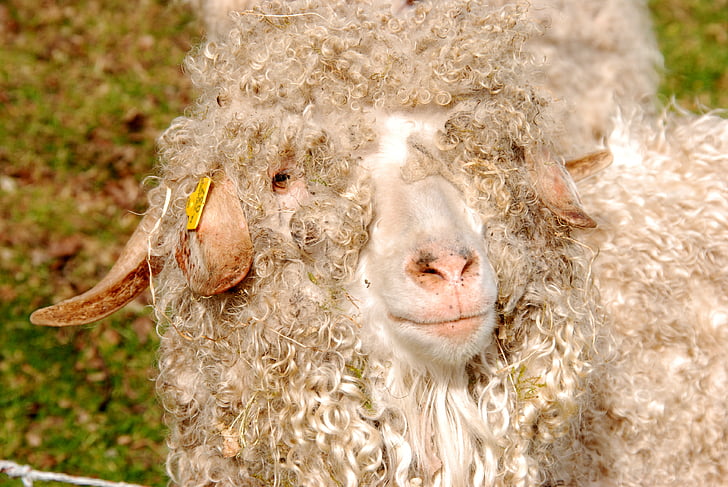 con cừu, Len, lọn tóc, cừu, động vật, động vật có vú, trắng