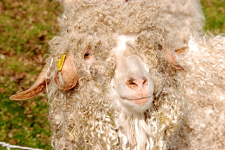 овцы, шерсть, кудри, овечья шерсть, животное, млекопитающее, Белый