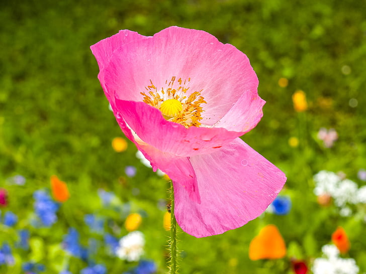 fiore, Blossom, Bloom, pianta, natura