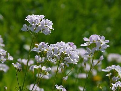 Kuckuck Blume, Cardamine, Kreuzblütler Pflanze, Blume, Bloom, Blüte, lila