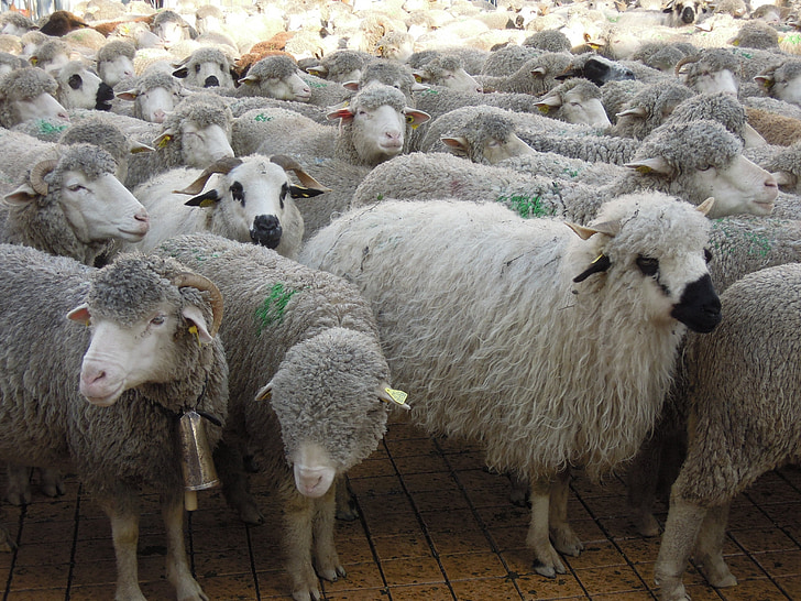 växling av betesområde, fåren, besättningar