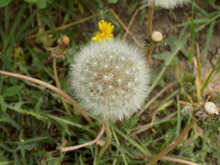 dandelion, nature, closeup, flower, dispute