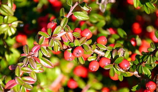 Rowan, Sorbier, petits fruits, rouge, fruits, cendre, arbre à feuilles caduques