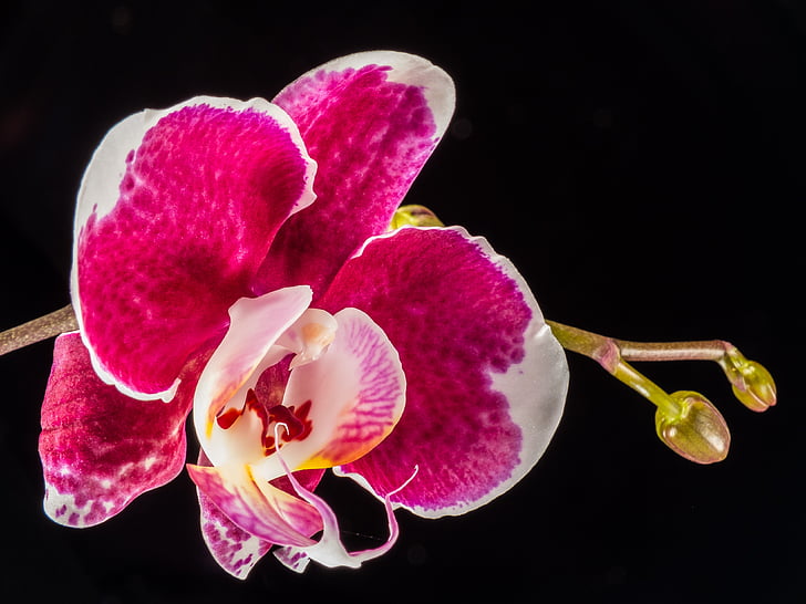 orquídia, flor, flor, vermell blanc, tancar