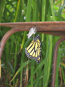 butterfly, birth, cocoon, summer, pupae, monarch, insect